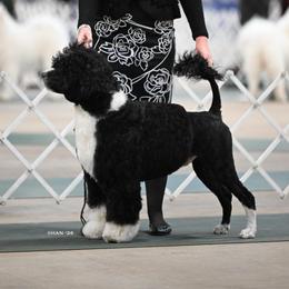 Styx - Portuguese Water Dog