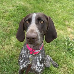 Poppy - Liver and white female German Shorthaired Pointer puppy in Seattle, Washington from Farrook GSP's