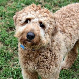 Goldendoodle All Grown Up from Blessed Day Doodles