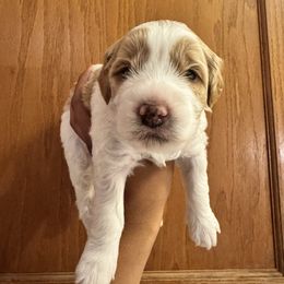 S'mores - Cream male Australian Labradoodle puppy in Walnut Creek, California from Pawfect Doodles