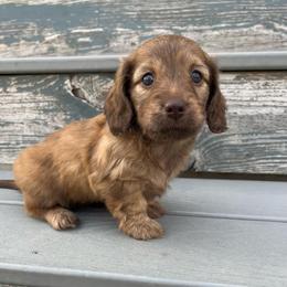Chocolate Cream Brindle - Brindle female Dachshund puppy in Shelley, Idaho from Journey’s End Dachshunds