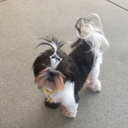 Starr Starr - Black and white female Shih Tzu puppy in Tehachapi, California from Shih Tzu Crue