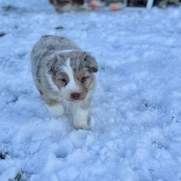 Reebok - Red merle male Australian Shepherd puppy in Ashland, Ohio from SS Australian Shepherds