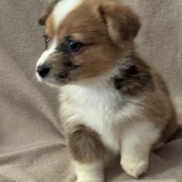 Girl 4 - female Pembroke Welsh Corgi puppy in Huntington Beach, California from Gingerbread