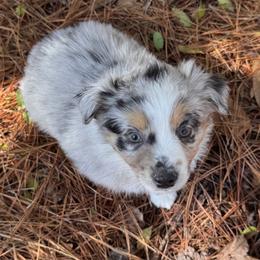 Mathis- BMM - Blue merle male Australian Shepherd puppy in Nacogdoches, Texas from TK Standard, Mini, & Toy Aussies