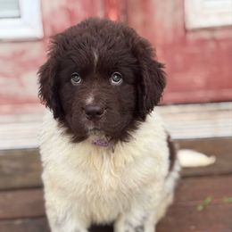 Purple Girl - White and brown female Newfoundland puppy in Hale, Missouri from Grand River Newfoundlands