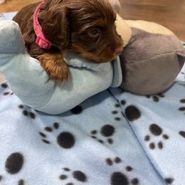 Dachshund Puppies from SoCal Mini Dachshunds
