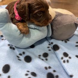 Dachshund Puppies from SoCal Mini Dachshunds