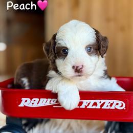 Peach - Red tri-color female Aussiedoodle puppy in Lancaster, Minnesota from Finney Ranch