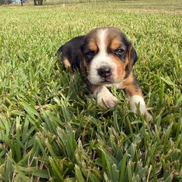 Tricolor Boy 3 - Black tan and white male Beagle puppy in Dime Box, Texas from Kuehlers Kavaliers