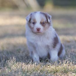 Harvest - Red merle male Miniature American Shepherd puppy in Stephenville, Texas from Diamond H Aussies