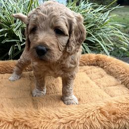 Pumpkin (orange collar) - Red  female Goldendoodle puppy in Mint Hill, North Carolina from Freshly Minted Goldendoodles