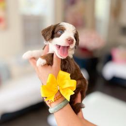 Chip-Yellow - Brown and white male Bernedoodle puppy in Ontario, California from Teddy Doodles & Standard Poodles