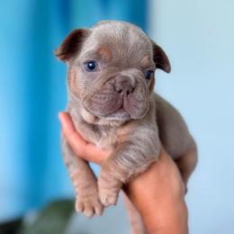 Anna - Liver female French Bulldog puppy in Port St Lucie, Florida from Infinity French Bulldogs