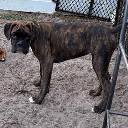 Daisy 1100.00 - Brindle female Boxer puppy in S AI Nt Cloud, Florida from SMART AKC Boxers