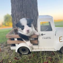 Essie - Black and tan female Pembroke Welsh Corgi puppy in Rose, Nebraska from Clearsky Corgis