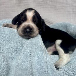 8 - Black white and tan male English Springer Spaniel puppy in Natural Bridge, Virginia from Sara's English Springer Spaniels