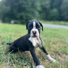 Boy 2 - Brindle male Boxer puppy in Prestonsburg, Kentucky from Diamond Standard Boxers