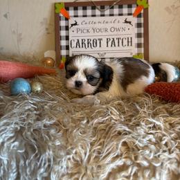 Boy4 - Gold and white male Shih Tzu puppy in Hibbing, Minnesota from Iron Range Shih Tzu and Puppies