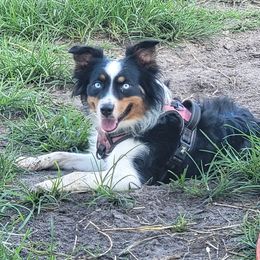 Annie - Miniature Australian Shepherd