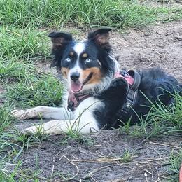 Annie - Miniature Australian Shepherd