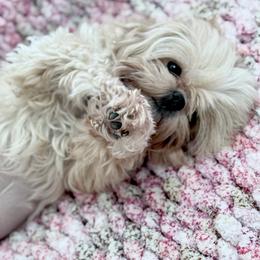 Honey - Shih Tzu