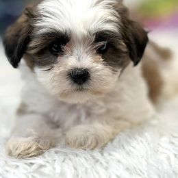 Assorted Doodle Crosses, Bernedoodles, and Shichons from Shondel Puppy Paws
