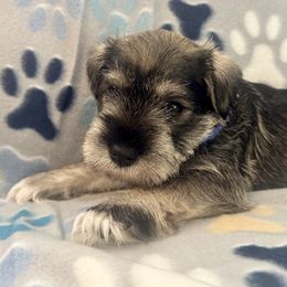 Blue Ribbon Boy (Georgia's) - Salt and pepper male Miniature Schnauzer puppy in Floyd, Virginia from Little River Puppies