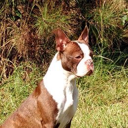 Gemma - Boston Terrier