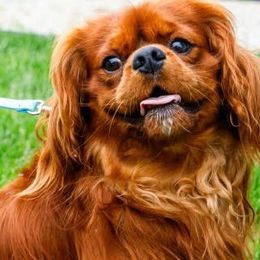 King - Cavalier King Charles Spaniel
