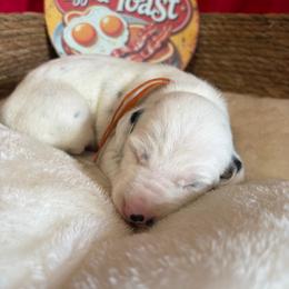 Waffles- Orange - White and black female Dalmatian puppy in Claremore, Oklahoma from Lotsofdots Dalmatians