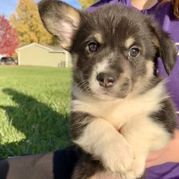 Pembroke Welsh Corgi Puppies from A&A’s Adorable Corgis