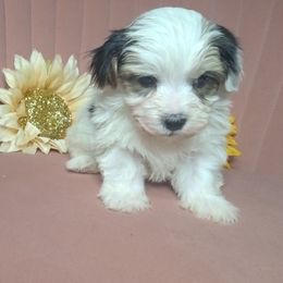Boy 2 - Black gold and white male Shorkie puppy in Boca Raton, Florida from Tina-Marie's Pups