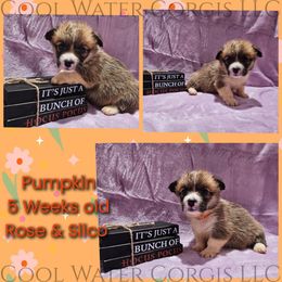 Pumpkin - Red female Pembroke Welsh Corgi puppy in Kiowa, Colorado from Cool Water Corgis LLC