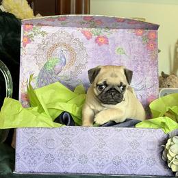Girl 2 - female Pug puppy in Anderson Island, Washington from Purebred Pugs of Puget Sound