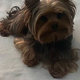 Cash - Yorkshire Terrier