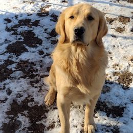 Golden Retrievers from Grayley's Goldens