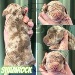 Shamrock - Fawn (isabella) and cream male Dachshund puppy in Fond Du Lac, Wisconsin from Clucking Homestead Springers & Dachshunds