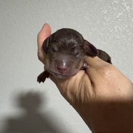 Hunk - Chocolate and cream male Dachshund puppy in Bentonville, Arkansas from T & D Dachshunds by design