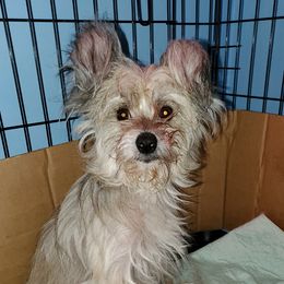 Cleo - Chinese Crested