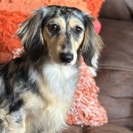 Ella - Dachshund
