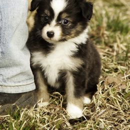 Miniature American Shepherd and Toy Australian Shepherd Puppies from Fine Hill Aussies