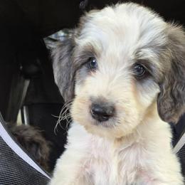 Johnny Cash - Grey and white male Bernedoodle puppy in Augusta, Georgia from Ivey's Poodles & Doodles