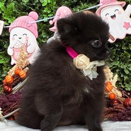 Penelope - Wolf sable female Pomeranian puppy in Woodbine, Georgia from Walker's Minidachs