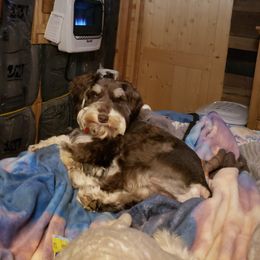 Beau - Miniature Schnauzer