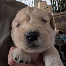 Troubedor - Golden female Golden Retriever puppy in Cody, Wyoming from Bliss Creek MTN Meadows