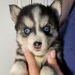 JxD girl 1 - Black and white female Pomsky puppy in Charlotte, Michigan from Moore Pomskies