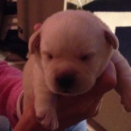 Labrador Retriever Puppies from Top Gun Labradors