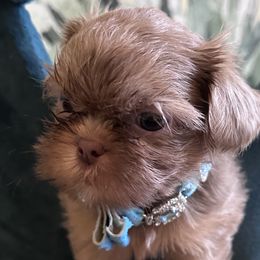 Shih Tzus from Nancy’s little shiz