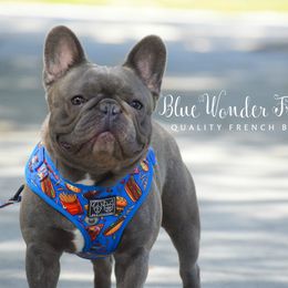 French Bulldog adult dog